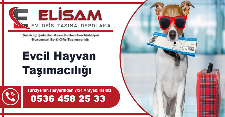 Evcil Hayvan Taşımacılığı